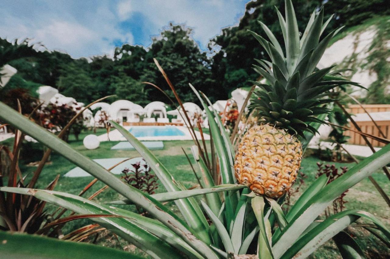 Igloo Beach Lodge Manuel Antonio Bagian luar foto